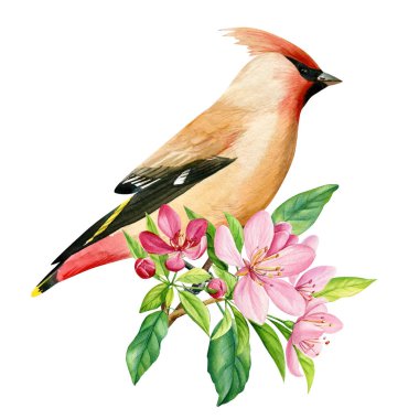 bird on flowering branch, sakura flowers, spring watercolor illustration, waxwing hand drawn. High quality illustration
