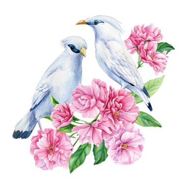 Tow white birds on flowering branch, sakura flowers, spring watercolor illustration, hand drawn. High quality illustration