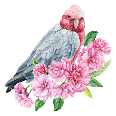 Parrot on flowering branch, sakura flowers, spring birds watercolor illustration, hand drawn. High quality illustration