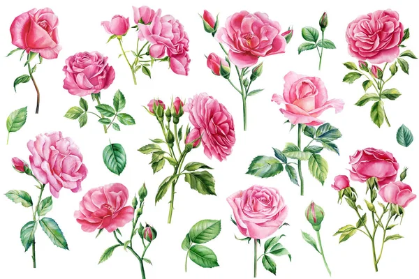 Pink Flowers Set Rose Beautiful Flower Isolated White Background Watercolor — Fotografia de Stock
