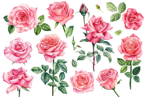 Roze Bloemen Rozen Knoppen Bladeren Een Witte Achtergrond Aquarel Illustratie — Stockfoto