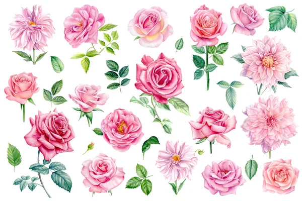 Rose Foglie Sfondo Bianco Acquerello Pittura Botanica Set Fiori Rosa — Foto Stock