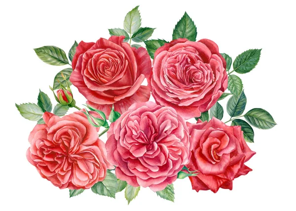 Pink Flowers Roses Buds Leaves White Background Watercolor Illustration Floral — 스톡 사진