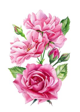 Pink roses on isolated white background, watercolor botanical illustration flower, hand drawn, spring flora for design. High quality illustration