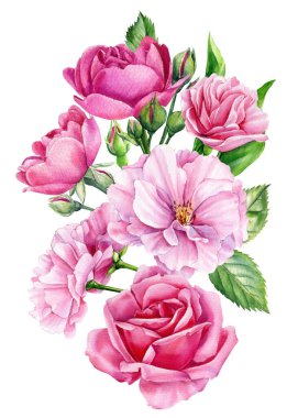 Pink roses on isolated white background, watercolor botanical illustration flower, hand drawn, spring flora for design. High quality illustration