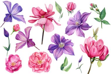 set of beautiful flowers on isolated white background, watercolor botanical illustration, hand drawn, flora for design. High quality illustration