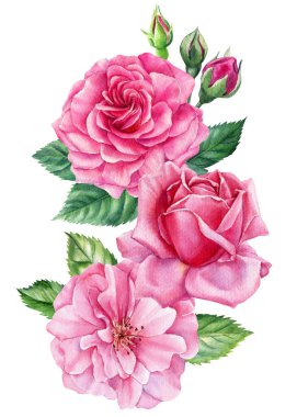 Pink roses on isolated white background, watercolor botanical illustration flower, hand drawn, spring flora for design. High quality illustration