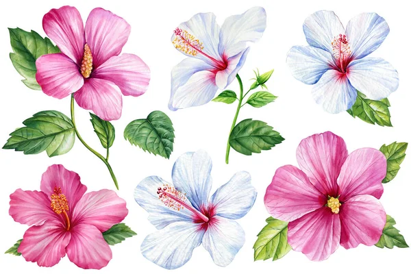 Sada Tropických Květin Ibišek Slad Akvarel Ilustrace Botanická Malba Ruční — Stock fotografie