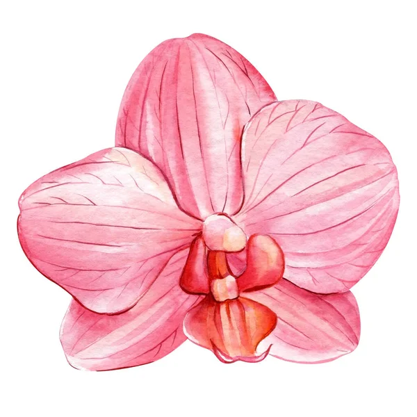 兰花在孤立的白色 植物的绘画 水彩画 热带植物 异国花高质量的例证 — 图库照片