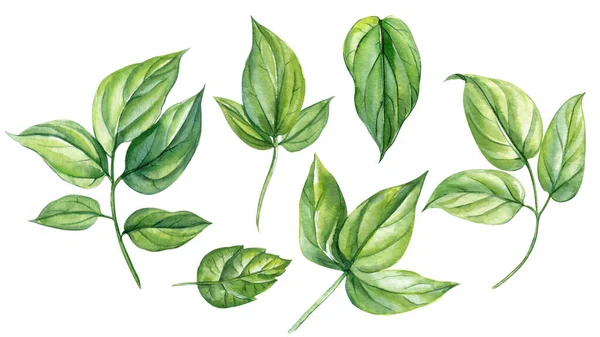 Ilustrações Aquarela Folhas Verdes Isoladas Sobre Fundo Branco Ilustração Alta — Fotografia de Stock