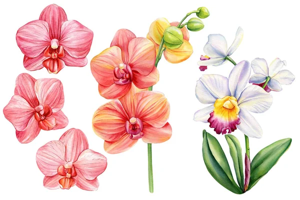 隔離された白 植物画 水彩画のイラスト 熱帯植物セット上のエキゾチックな蘭の花 高品質のイラスト — ストック写真