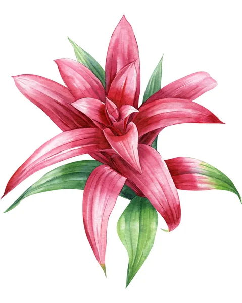 Trópusi Növény Piros Virág Fehér Háttérrel Dzsungel Akvarell Kézzel Rajz — Stock Fotó