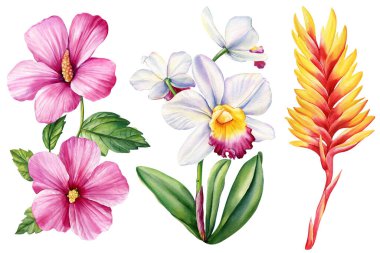 Watercolor orchid, hibiscus and heliconia. Botanical painting, floral illustration. Exotic flowers. . High quality illustration clipart