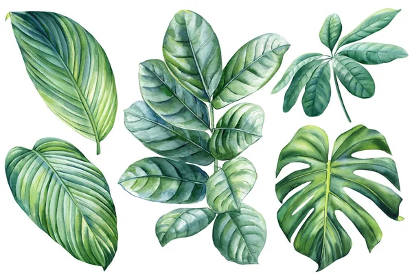 Palm leaves, watercolor botanical painting. Jungle illustrations, floral elements. monstera leaf. Tropical leaves set. High quality illustration