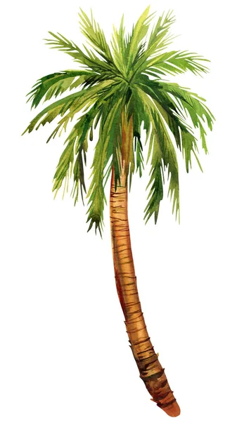Watercolor Illustrations Tropical Palm Tree Isolated White Background High Quality — Stock Photo, Image