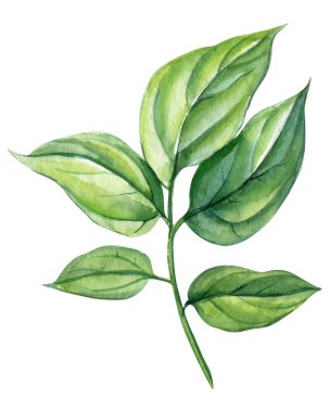 Suluboya çizimleri. Yeşil yapraklar, beyaz arka planda izole edilmiş. Yüksek kaliteli illüstrasyon