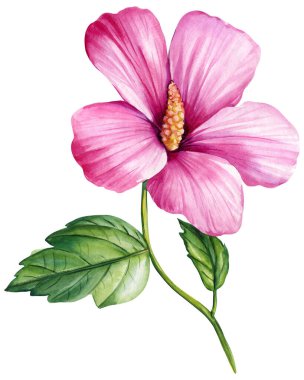 Tropik pembe çiçek, amber çiçeği. Mallow suluboya çizimi, botanik resim el çizimi. Yüksek kaliteli illüstrasyon