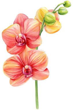 İzole edilmiş beyaz, botanik resimli orkide çiçekleri suluboya resimleme, tropikal flora. Egzotik çiçek. Yüksek kaliteli illüstrasyon