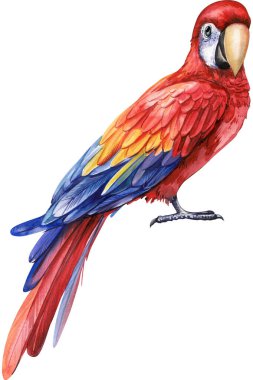 Suluboya renkli kuş. Papağan, kırmızı papağan. Beyaz izole arka plan, el çizimi. Tropik bir kuş. Yüksek kaliteli illüstrasyon