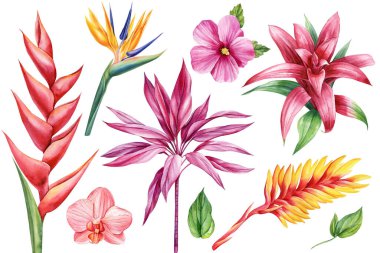 Egzotik çiçekler. Orkide, guzmanya, bromelia, amber çiçeği ve strelitzia. Botanik resim, suluboya flora çizimi. Yüksek kaliteli illüstrasyon