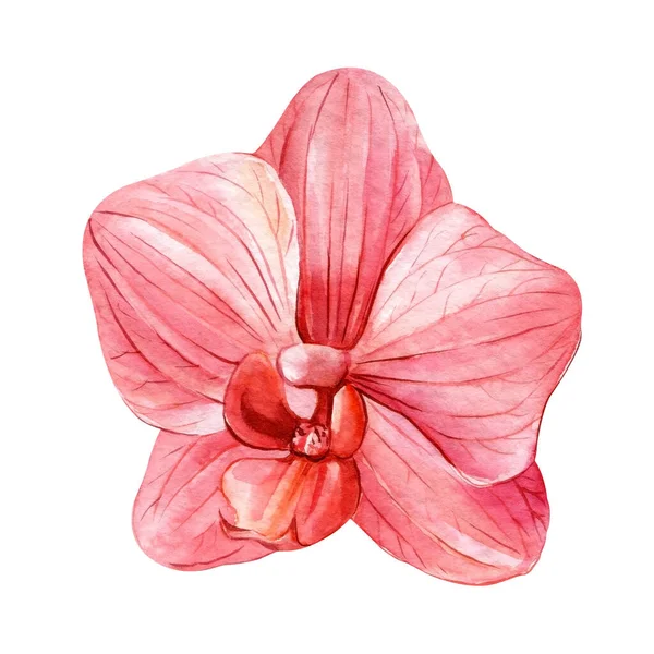 Orchidea Virágok Izolált Fehér Botanikus Festészet Akvarell Illusztráció Trópusi Növény — Stock Fotó