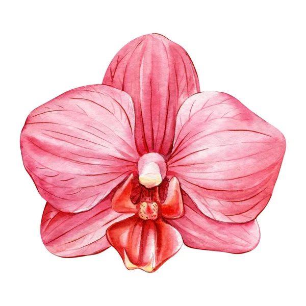 孤立した白 植物画 水彩画のイラスト 熱帯植物に蘭の花 エキゾチックな花 高品質のイラスト — ストック写真