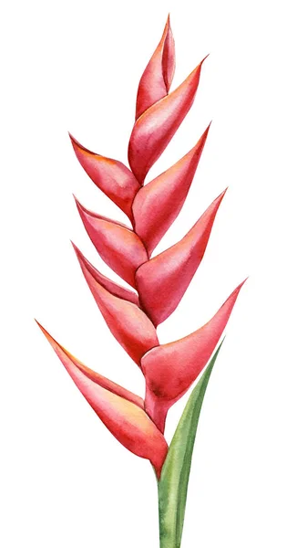 Тропічна Рослина Червона Квітка Білому Тлі Акварель Jungle Arm Drawing — стокове фото