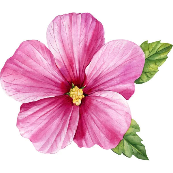 热带粉红花芙蓉麦洛水彩画 植物画手绘 高质量的例证 — 图库照片