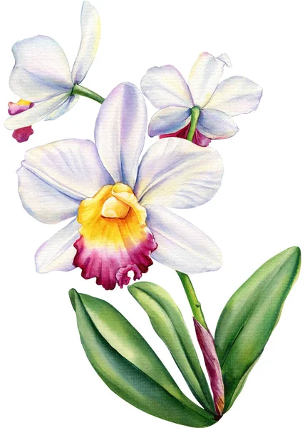 熱帯植物蘭の花植物水彩画植物画手描き 高品質のイラスト — ストック写真
