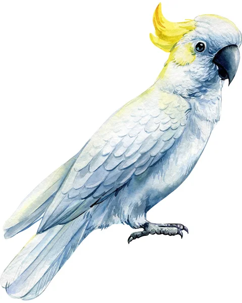 Akvarell Színű Madarak Set Trópusi Madár Papagáj Tukán Rozella Arapagáj — Stock Fotó