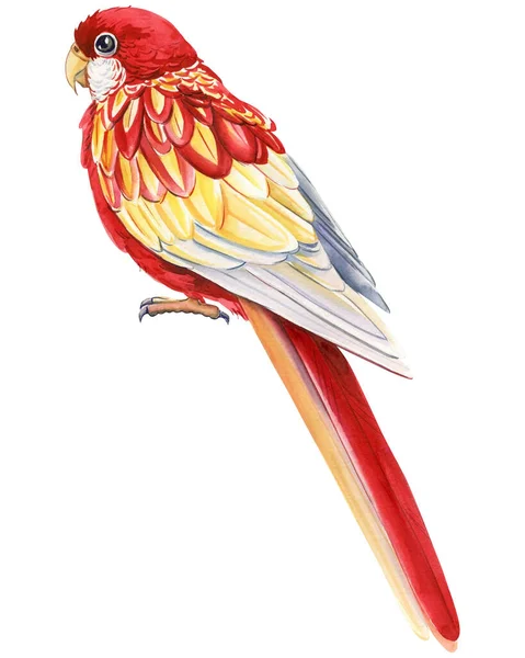 Akwarela Kolorowy Tropikalny Ptak Papuga Rosella Białe Odizolowane Tło Rysowanie — Zdjęcie stockowe