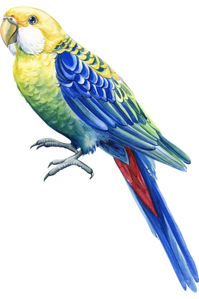 Aquarell Farbiger Tropischer Vogel Papagei Rosella Weißer Isolierter Hintergrund Handzeichnung — Stockfoto