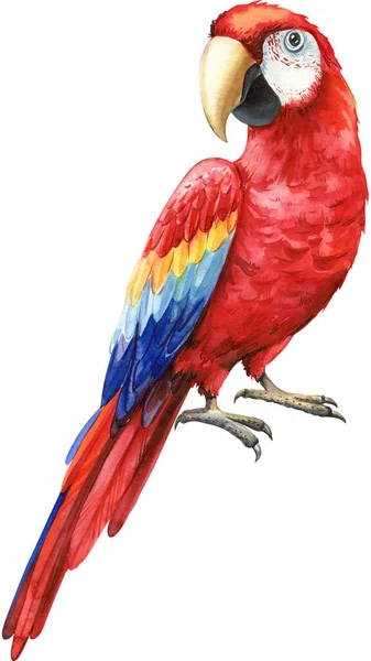 Uccello Acquerello Pappagallo Ara Rossa Sfondo Bianco Isolato Disegno Mano — Foto Stock