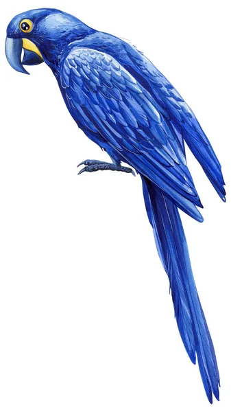 Acuarela Pájaro Color Tropical Loro Azul Guacamayo Fondo Blanco Aislado — Foto de Stock