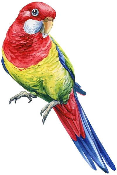 Akvarell Színű Trópusi Madár Papagáj Rozella Fehér Elszigetelt Háttér Kézrajz — Stock Fotó