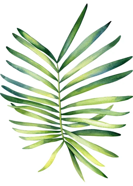 Φύλλα Φοίνικα Ακουαρέλα Βοτανική Ζωγραφική Εικόνες Ζούγκλας Ανθικά Στοιχεία Φύλλα — Φωτογραφία Αρχείου