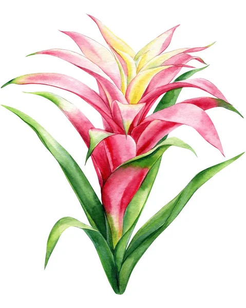 Tropik Bitki Beyaz Arka Planda Kırmızı Çiçek Orman Suluboya Flora — Stok fotoğraf