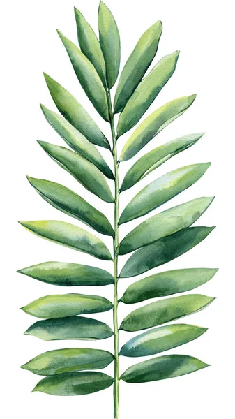 Palmblad Akvarell Botanisk Målning Djungelillustrationer Blomsterinslag Monstera Löv Tropiska Blad — Stockfoto