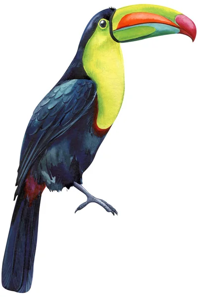 Акварельні Кольорові Птахи Тропічний Птах Папуга Тукан Розелла Маку Білий — стокове фото