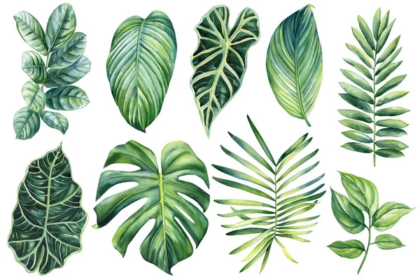 Palm leaves, watercolor botanical painting. Jungle illustrations, floral elements. monstera leaf. Tropical leaves set. High quality illustration