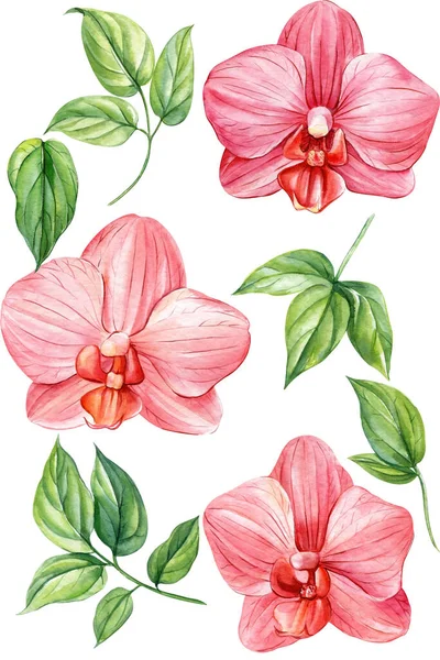 隔離された白 植物画 水彩画のイラスト 熱帯植物セット上のエキゾチックな蘭の花 高品質のイラスト — ストック写真