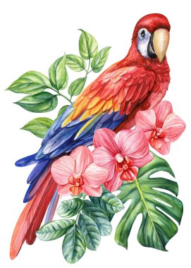 Beautiful tropical bird watercolor illustration hand drawing, parrot, flowers and palm leaf in isolated white background. High quality illustration clipart