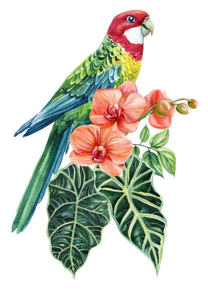 美丽的热带鸟水彩画手绘 萝丝拉鹦鹉兰花 棕榈叶 孤立的背景 高质量的例证 — 图库照片