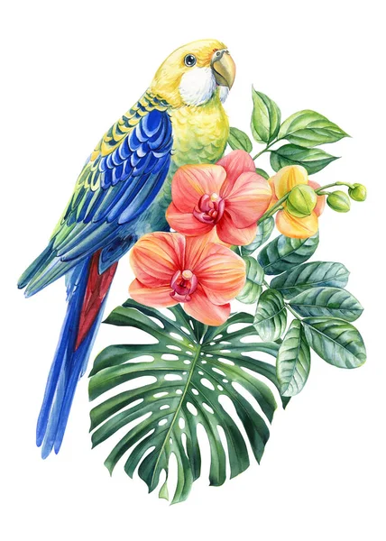 美丽的热带鸟水彩画手绘 萝丝拉鹦鹉兰花 季风叶 孤立的背景 高质量的例证 — 图库照片