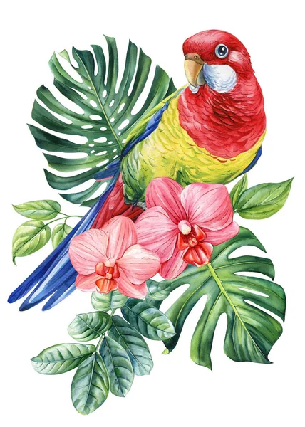 美丽的热带鸟水彩画手绘 萝丝拉鹦鹉兰花 棕榈叶 孤立的背景 高质量的例证 — 图库照片