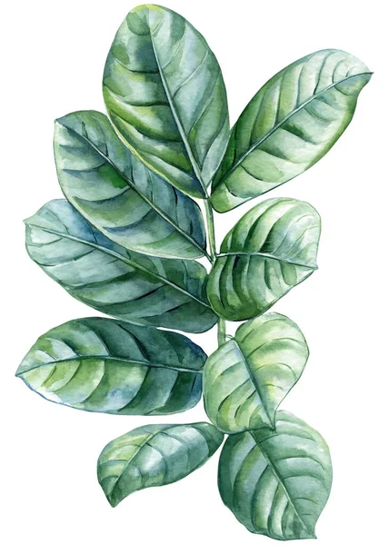 Palmový List Akvarel Botanické Malby Ilustrace Džungle Květinové Prvky Zelený — Stock fotografie