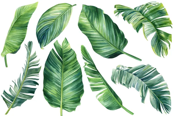 Folha Palma Definida Fundo Isolado Desenhado Mão Aquarela Pintura Botânica — Fotografia de Stock