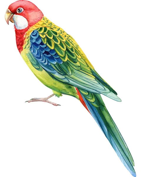 Akvarellfärgad Tropisk Fågel Papegoja Rosella Vit Isolerad Bakgrund Handritning Högkvalitativ — Stockfoto