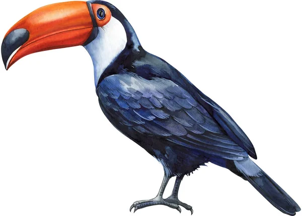 Акварельні Кольорові Птахи Тропічний Птах Папуга Тукан Розелла Маку Білий — стокове фото