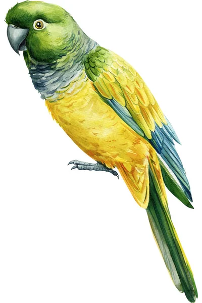 Gyönyörű Trópusi Madár Akvarell Illusztráció Kézi Rajz Papagáj Elszigetelt Fehér — Stock Fotó